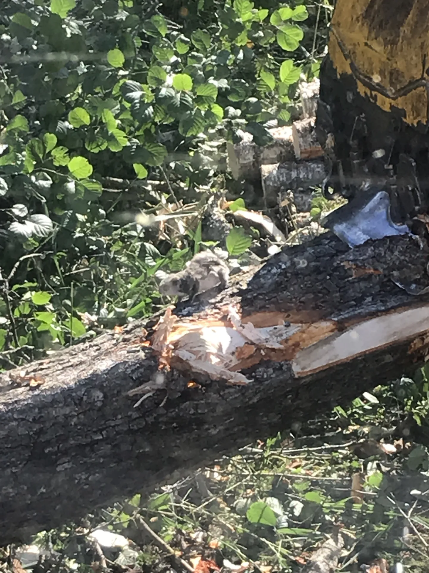 Покинувшая падавшее дерево белка-летяга согласилась недолго попозировать лесорубу.