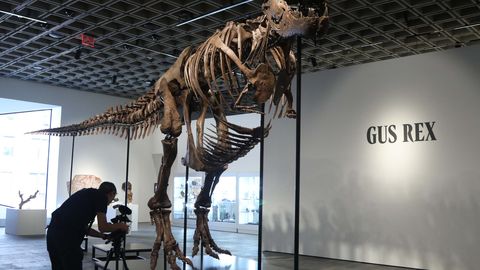 67 miljonit aastat vana Gus purustas rekordi: salapärane ostja maksis türannosauruse eest enneolematu summa