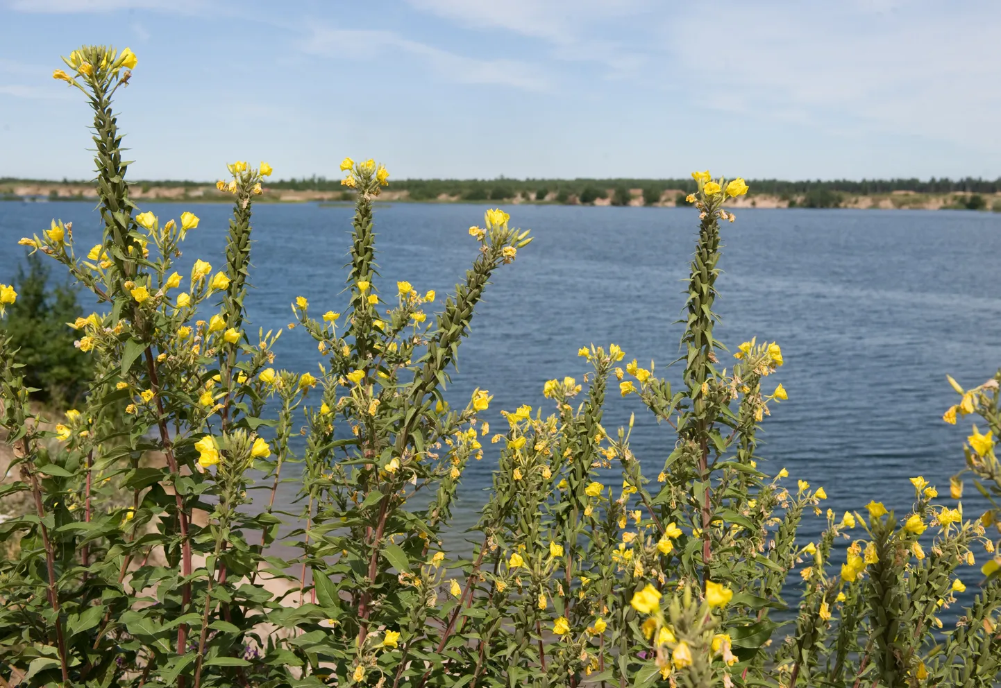 Männiku järv. Pilt on illustratiivne.