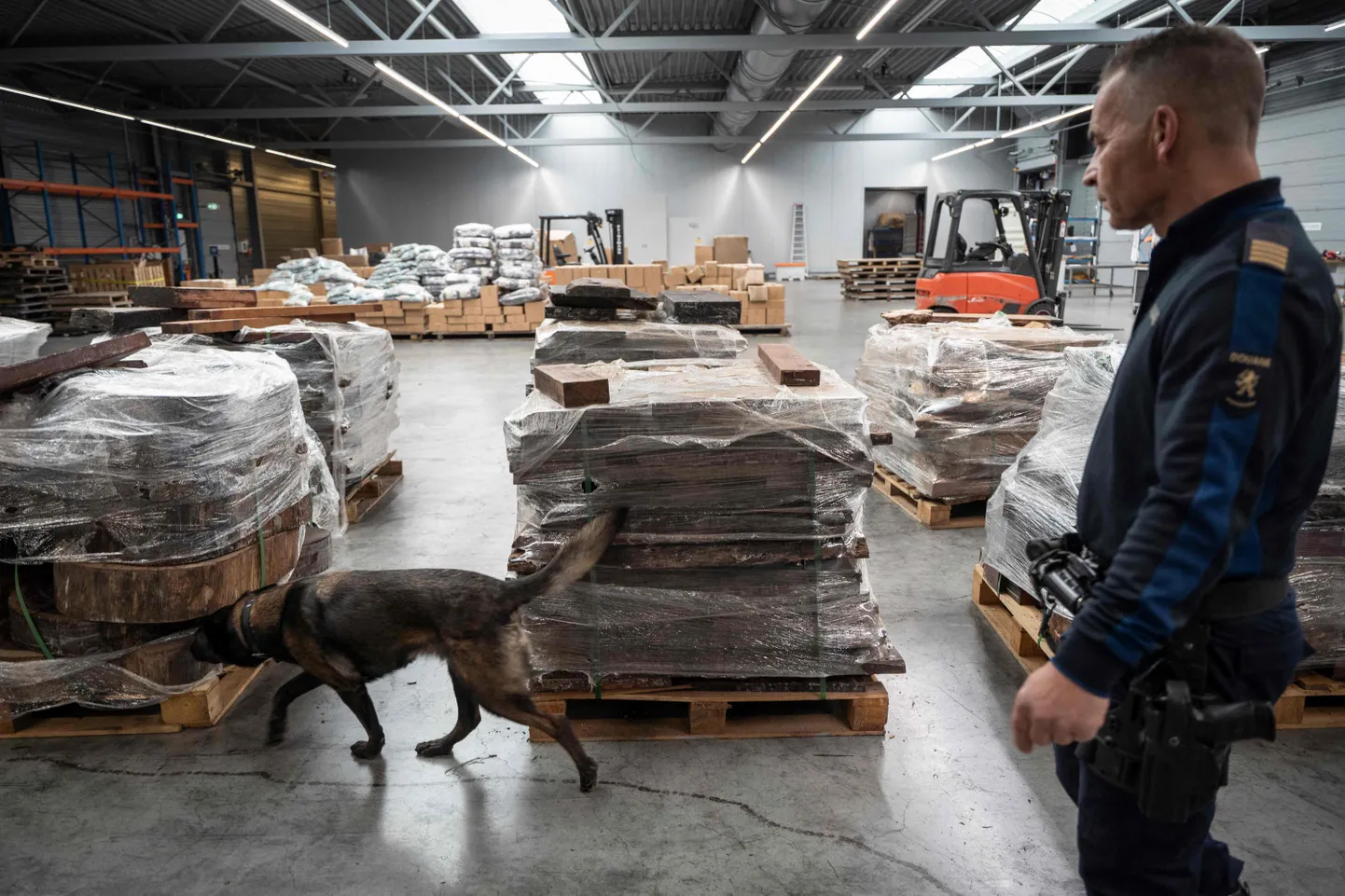 Rotterdami sadam on üks peamisi rahvusvahelise narkokaubanduse sõlmpunkte Euroopas. Sadama turvatöötajad kasutavad illegaalsete narkootikumide leidmiseks spetsiaalseid koeri.