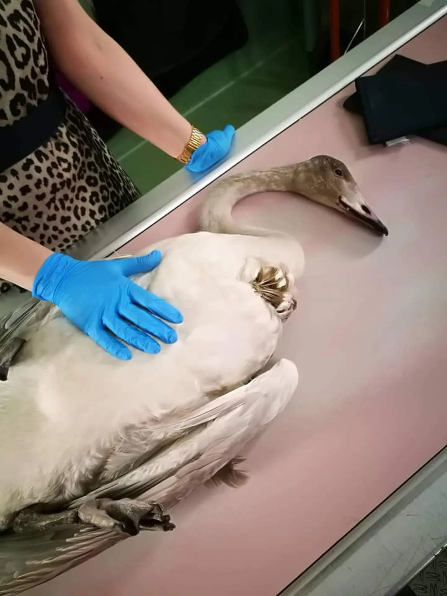 Laululuige rinnakus haigutas suur haav