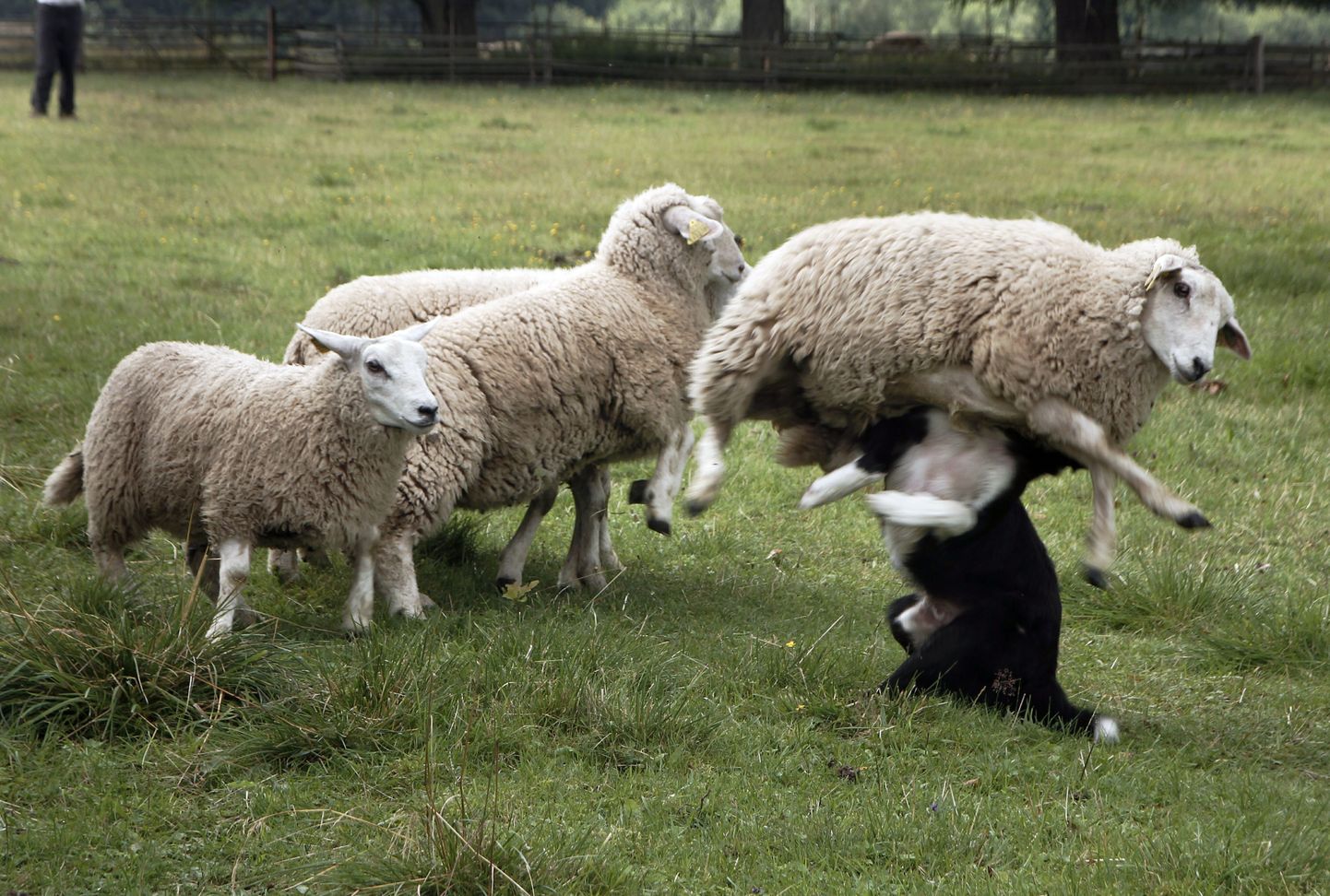 Oma oskusi näitasid lambapäeval karjakoerad.