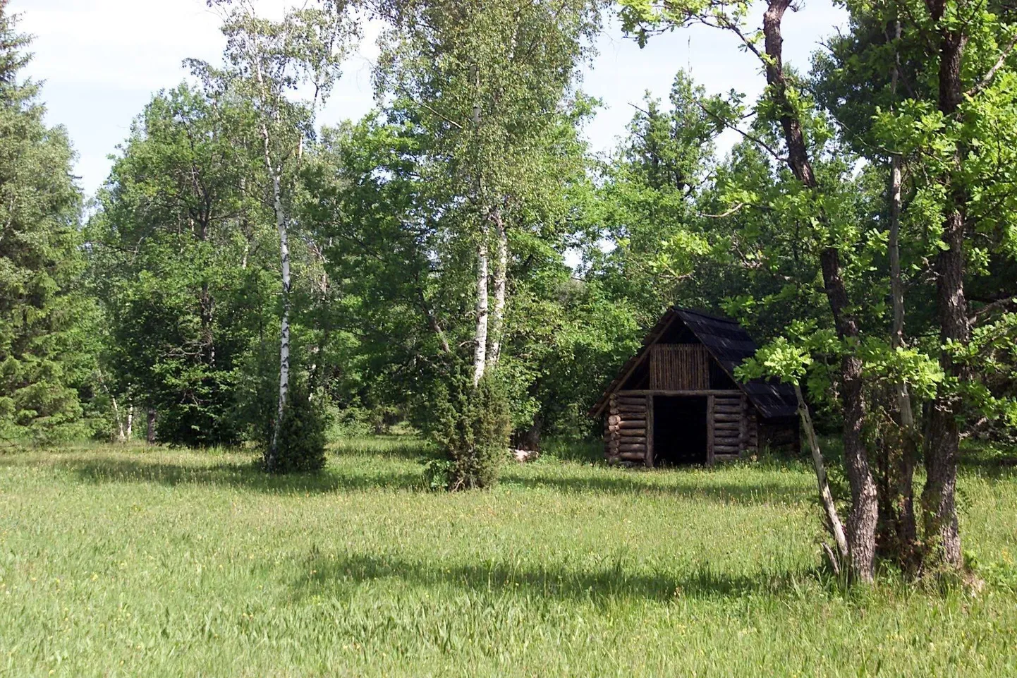 Puisniit