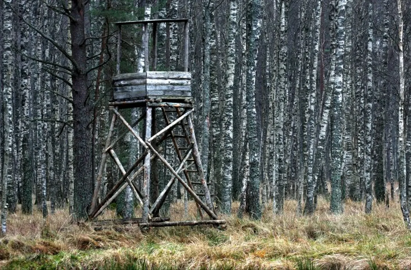 Raksta foto