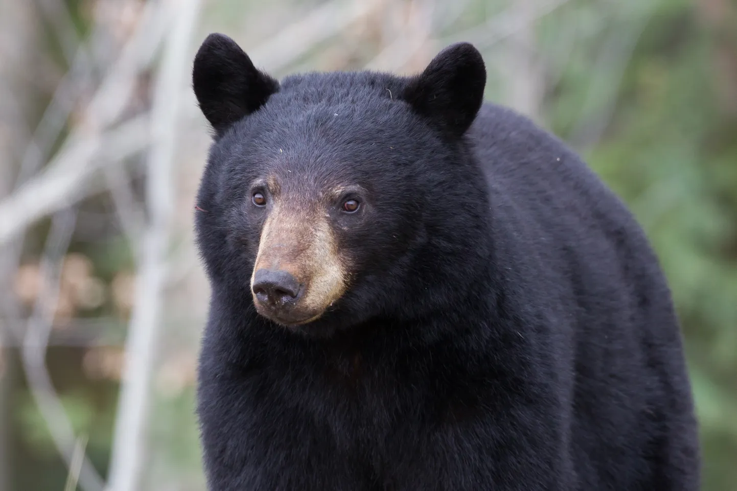 Baribal (Ursus americanus). Pilt on illustreeriv.