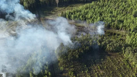 Возникший в субботу лесной пожар в Ида-Вирумаа сегодня надеются полностью взять под контроль