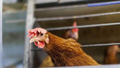 MIKK SALU ⟩ Suur kanaema saabuski! Miks kliimaministeerium vihkab turumajandust?