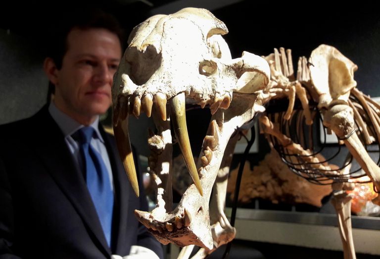 Šveitsis Genfis toimud oksjonil müüdi Hoplophoneus primaveus liiki kuulunud mõõkhambulise tiigri 37 miljoni aasta vanune skelett 58 000 euroga.