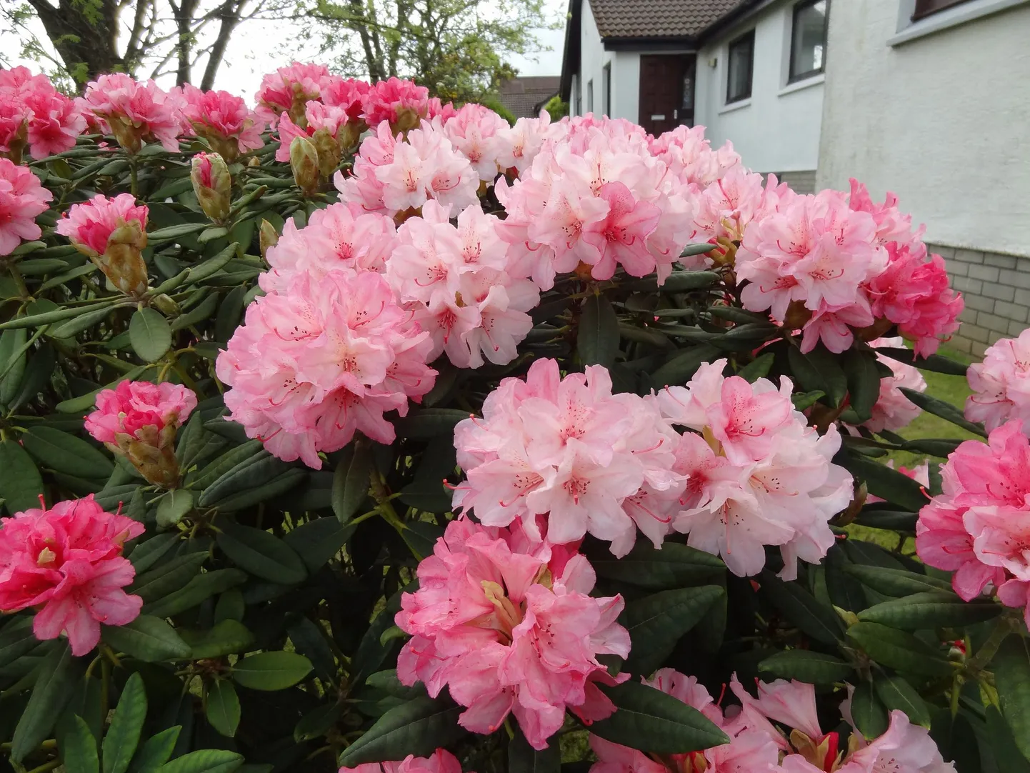Rododendronid.