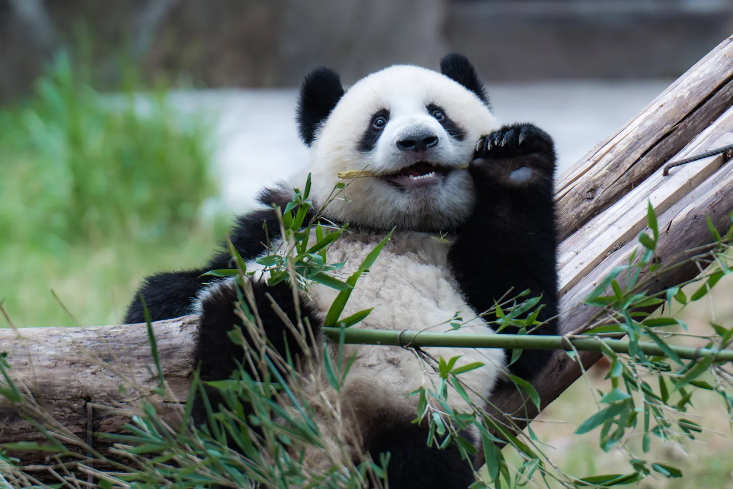 Panda Chongqingi loomaaias Hiinas.