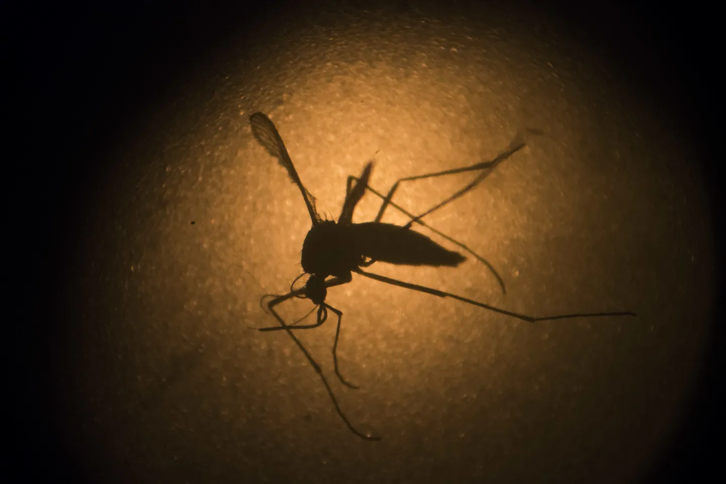Aedes aegypti sääsk.