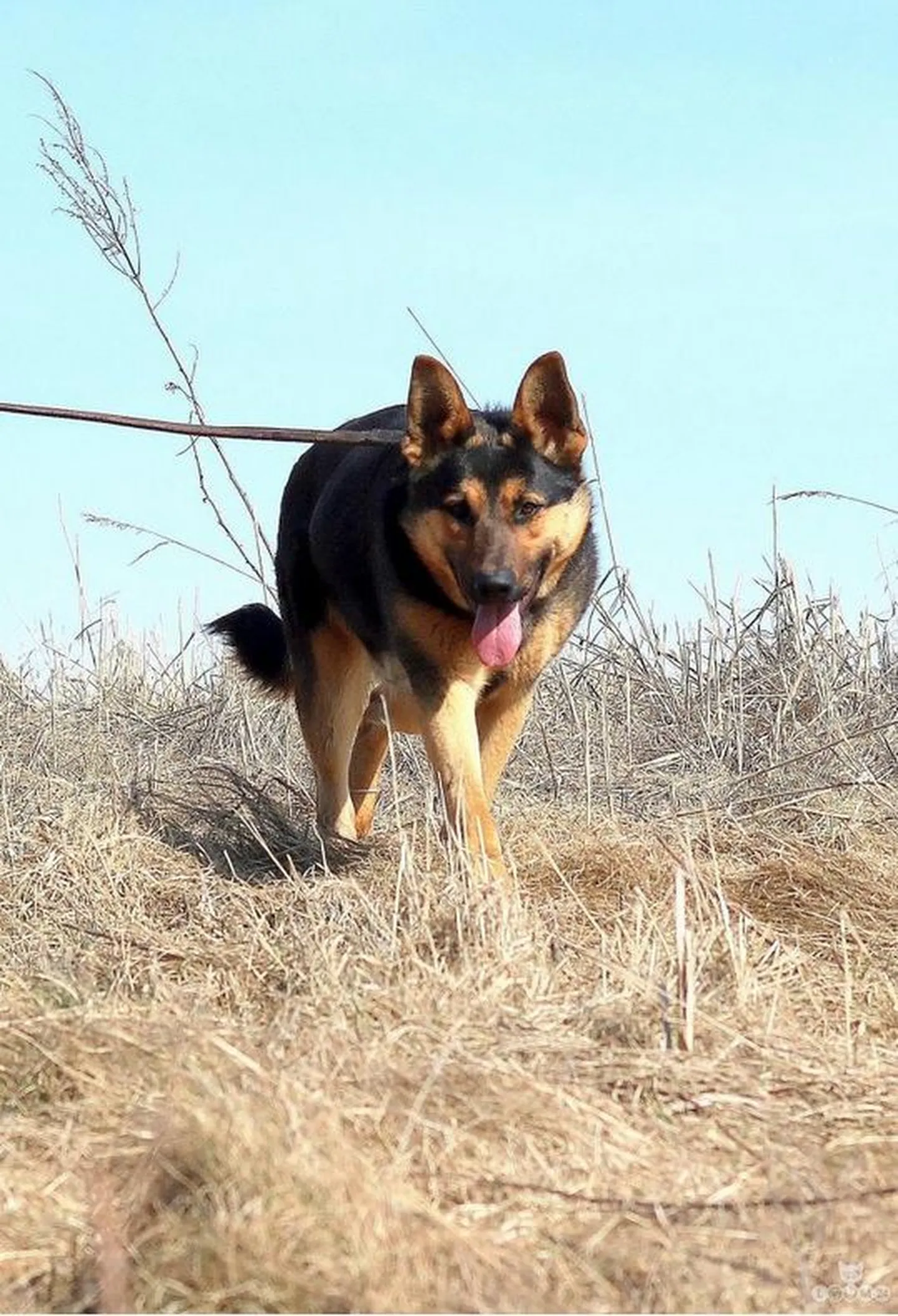 Nova.
