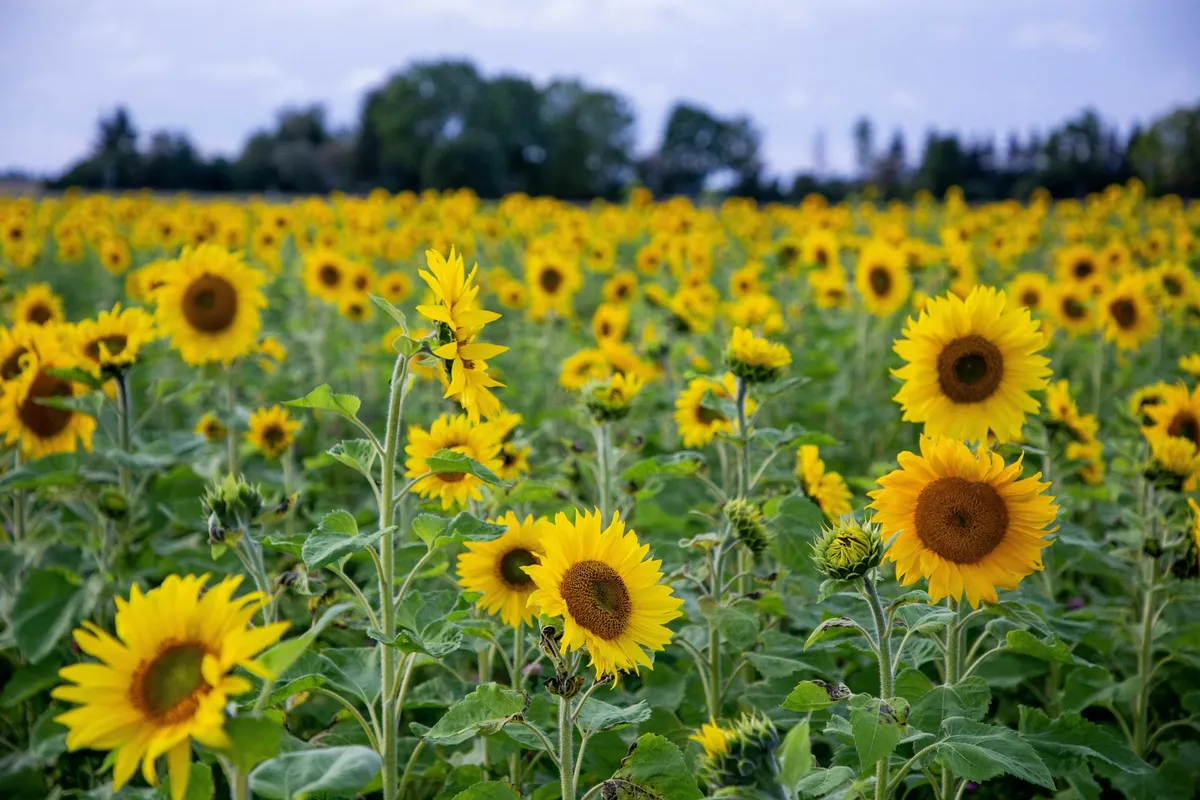 Ukrainian sunflowers.