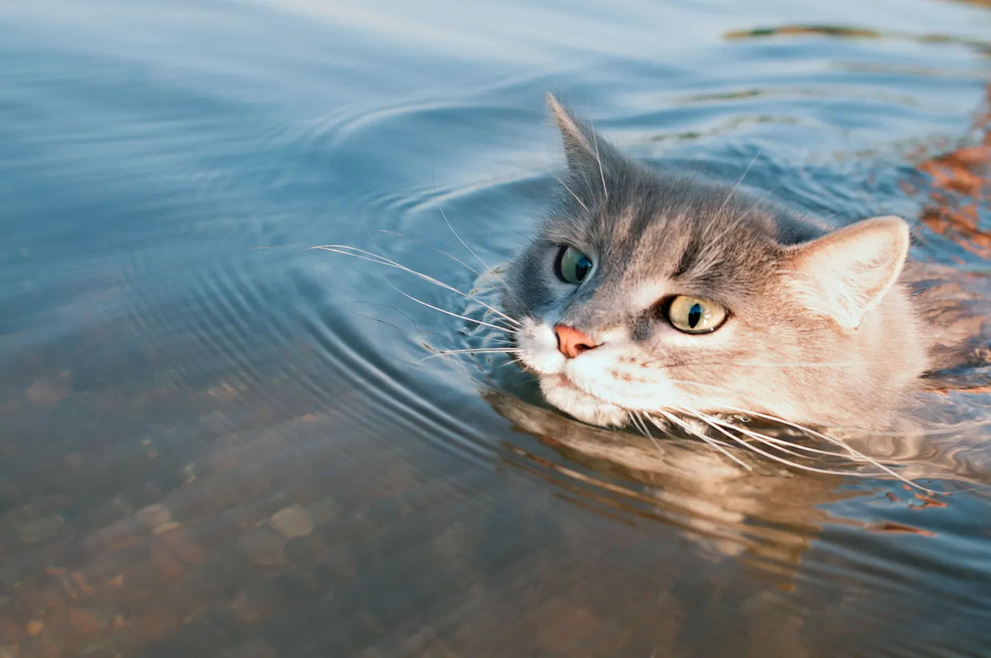 Кот в воде. Снимок иллюстративный.