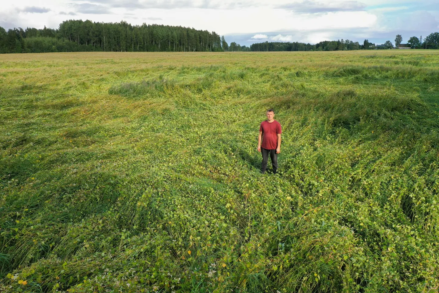 Põllumees Ivar Rosenberg oma tatrapõllul. Saagi koristus peaks algama alles kahe kuu pärast ning tugeva vihma ja tuulega maha pekstud taimed ei pruugi taastuda. Karta on, et saak tuleb kesine.