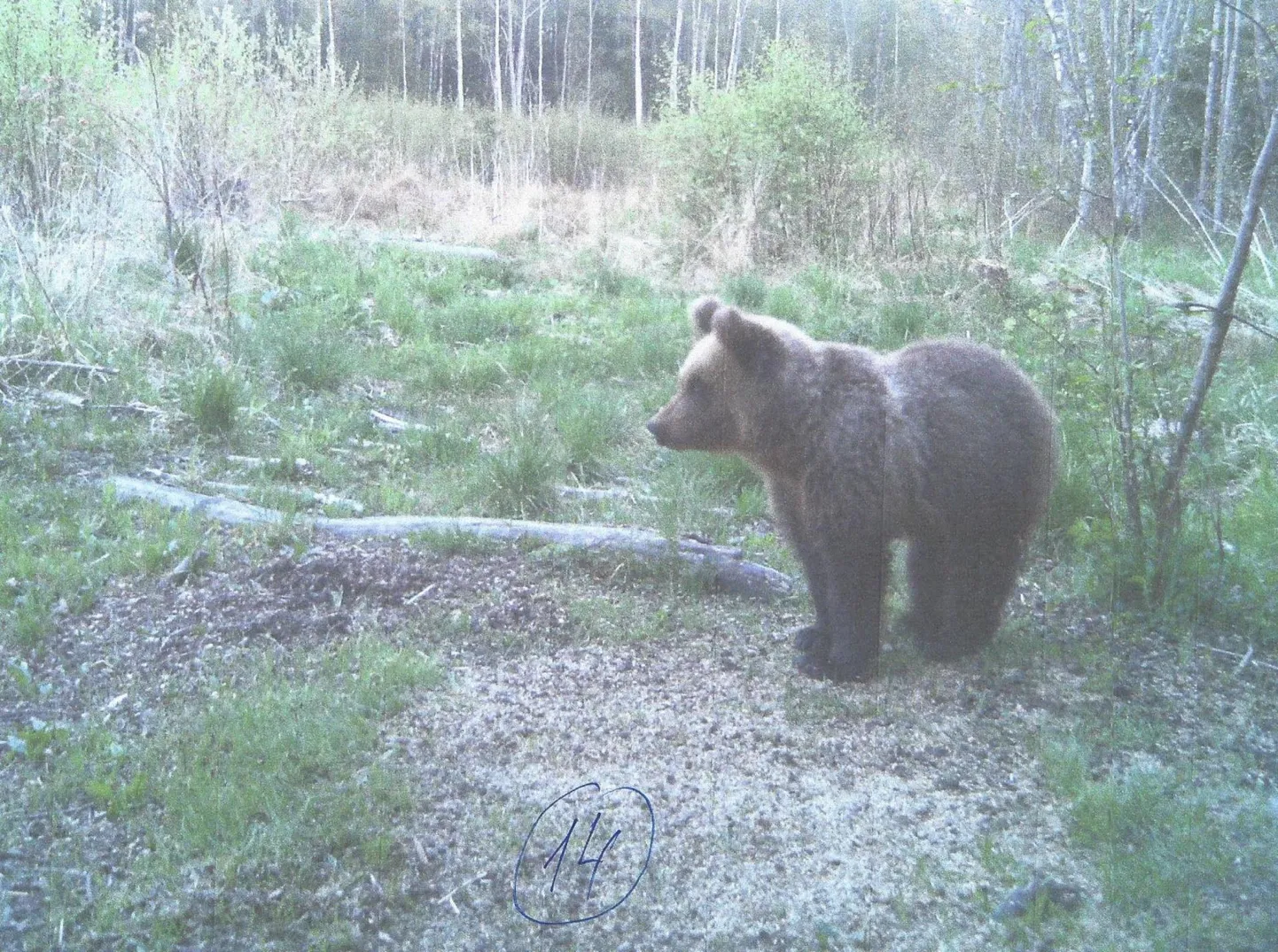 Jahimehed on oktoobriga lõppeval hooajal küttinud Pärnumaal kolm karu.