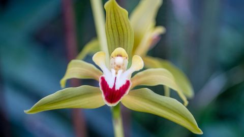 Галерея: в Таллиннском ботаническом саду проходит традиционная выставка орхидей