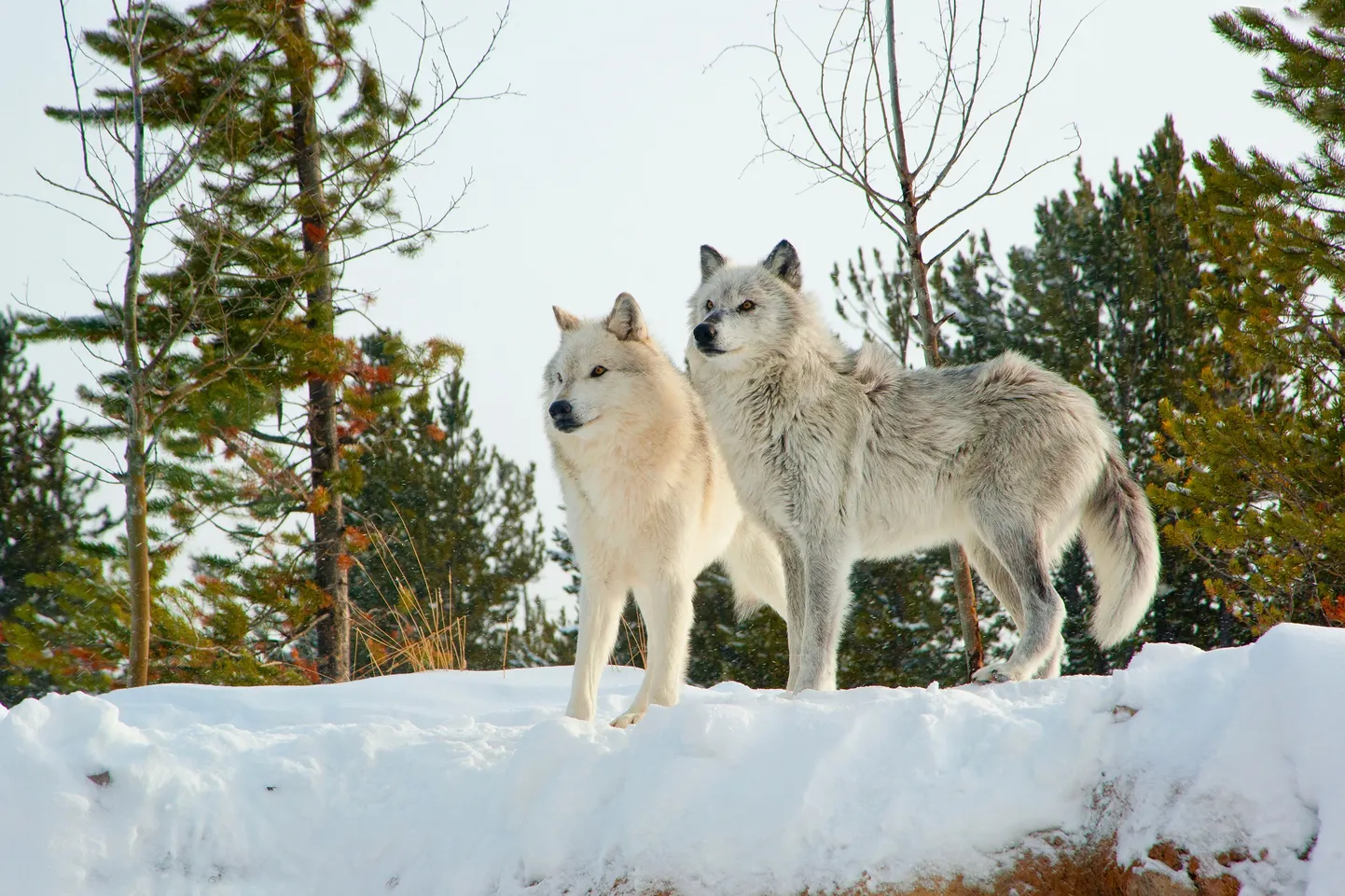Hundid Yellowstone'i rahvuspargis.