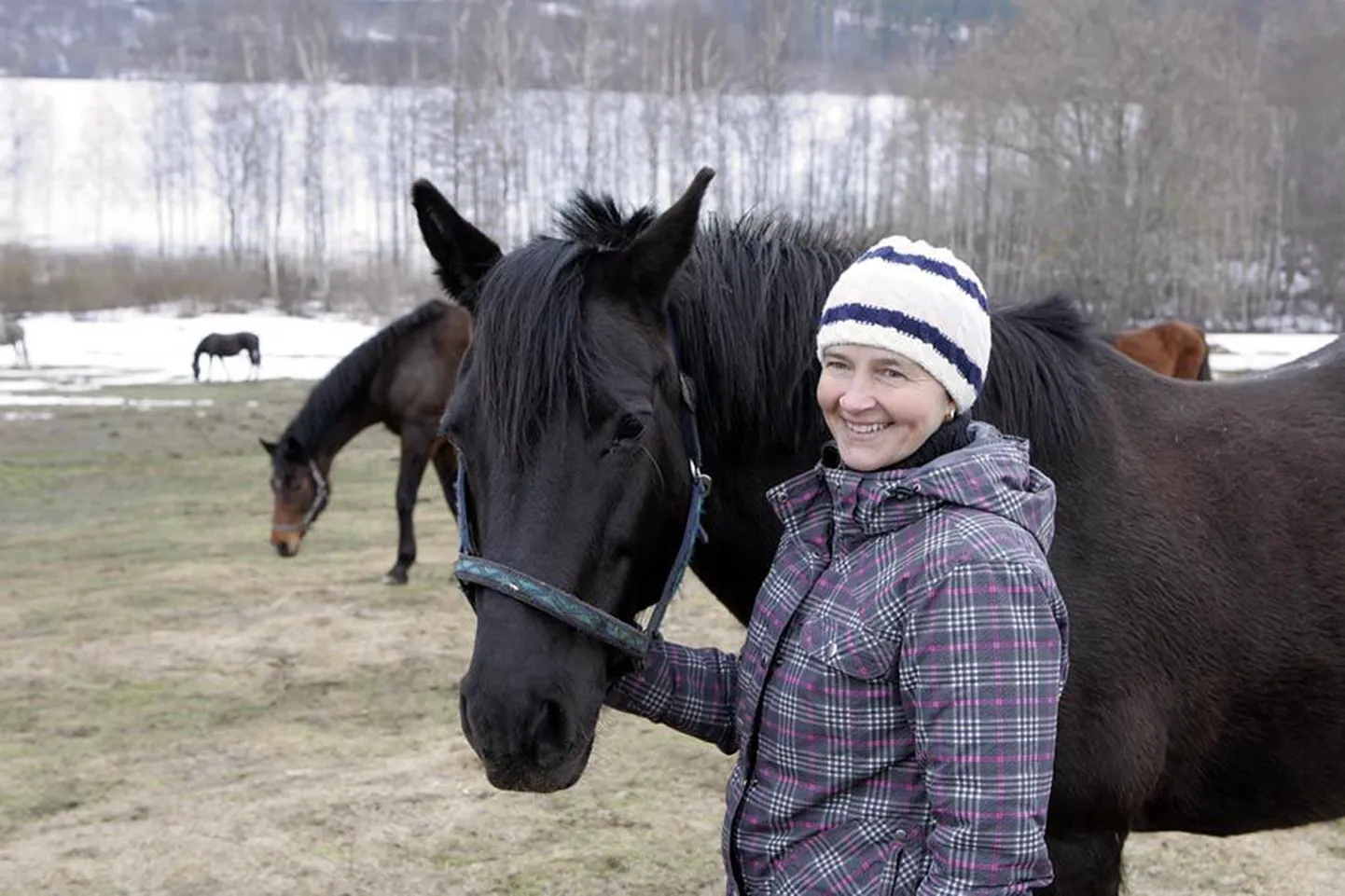 Tallide tegevjuht Milja Aardla võrdleb Uldat 70. aastates prouaga. Sammuli raudvara ülesanne on nüüd veel vedada kalesse ja õpetada nooremaid hobuseid.