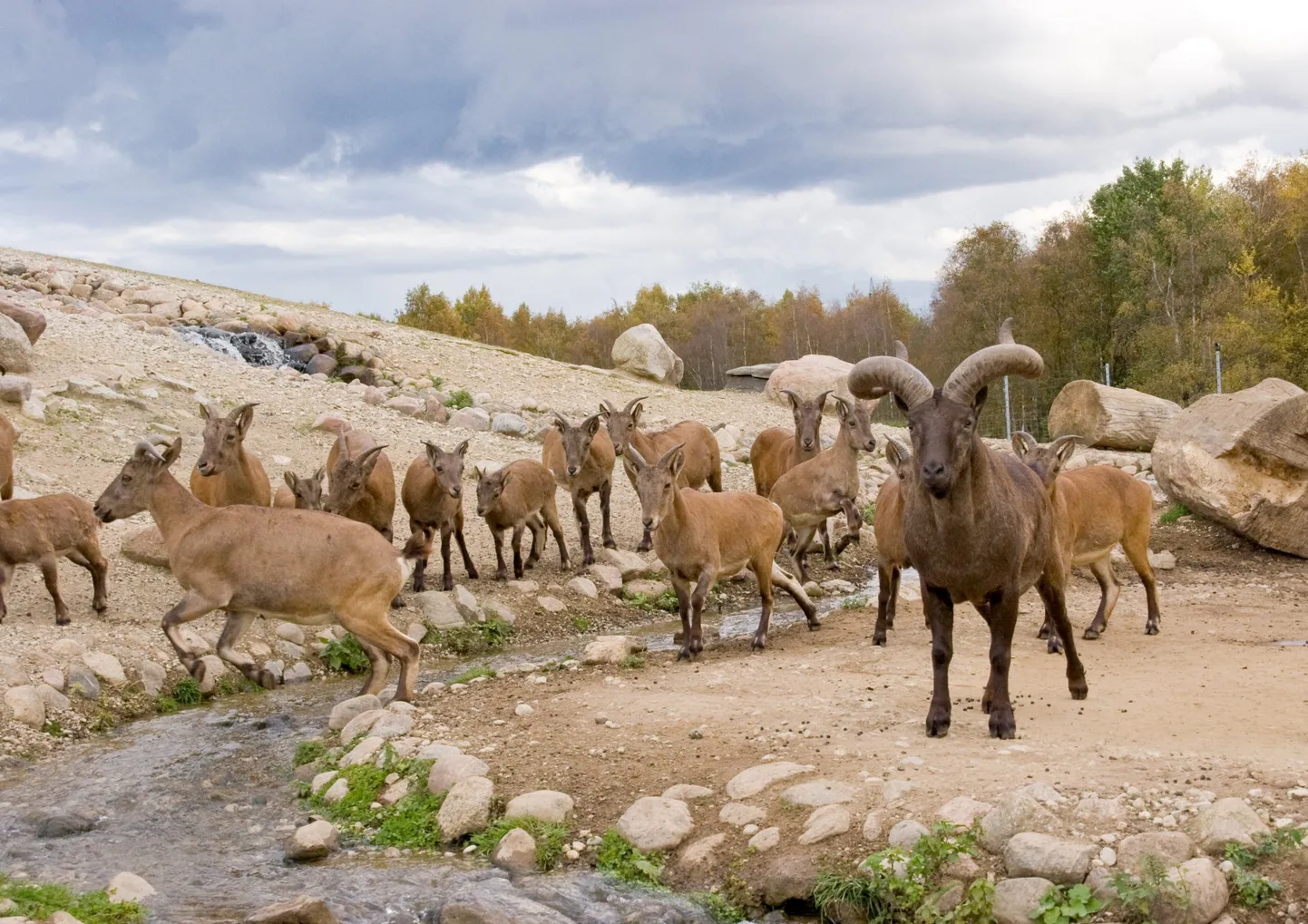 Dagestani tuurid Tallinna loomaaias