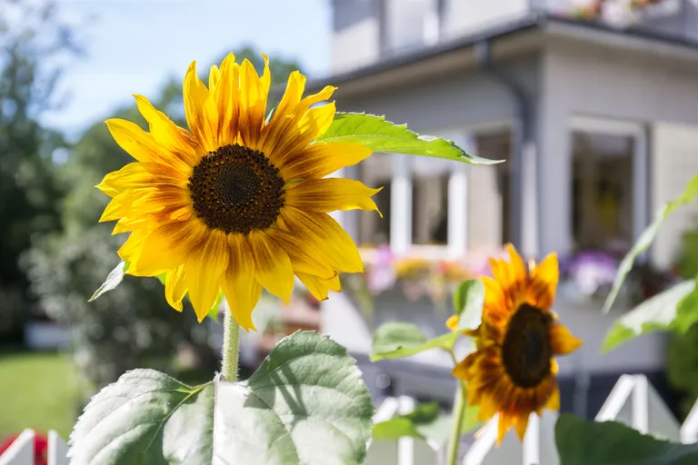 Artikli foto