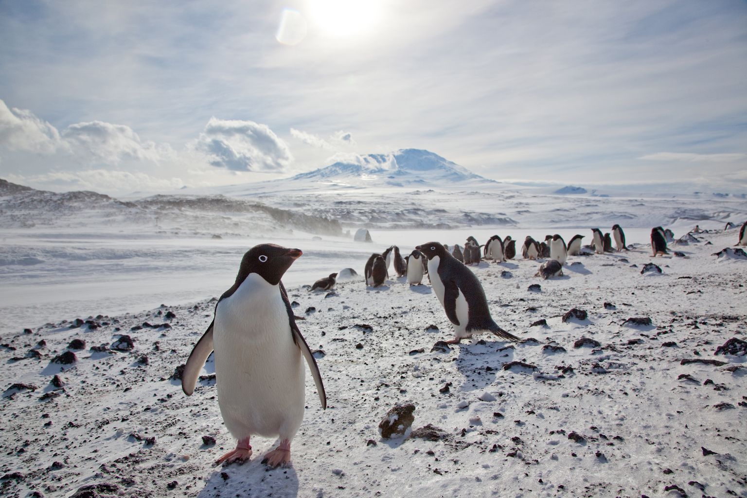 Pingviinid Antarktikas.