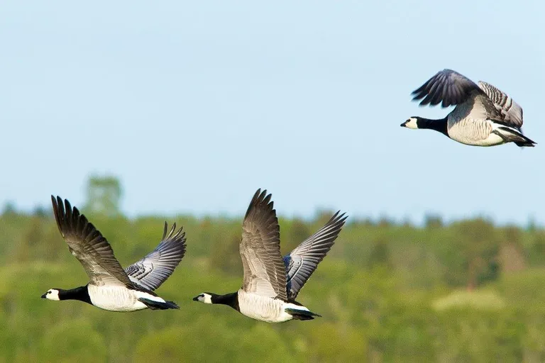 В Эстонию начали возвращаться перелетные птицы.