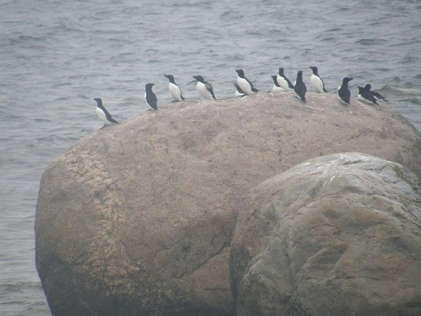 Eesti põhjapoolseimal saarel Vaindlool võib näha pesitsemas üht haruldast lindu alki ehk Alca torda’t, kes välimuselt meenutab pisikest pingviini.
