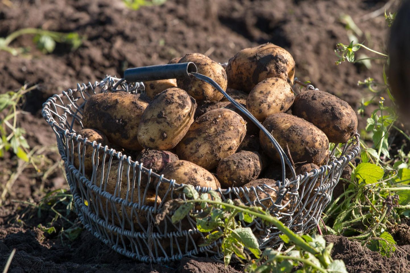 Kui paljudel meist on praegu veel oma kartulipõld või purkidest lookas keldririiulid?