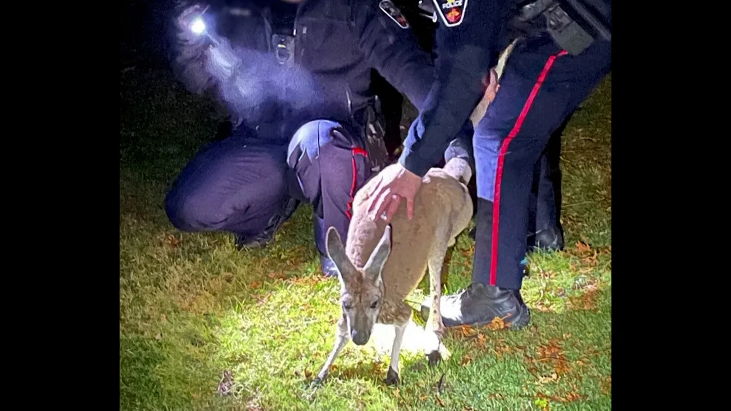 Kinni võetud känguru Kanadas.