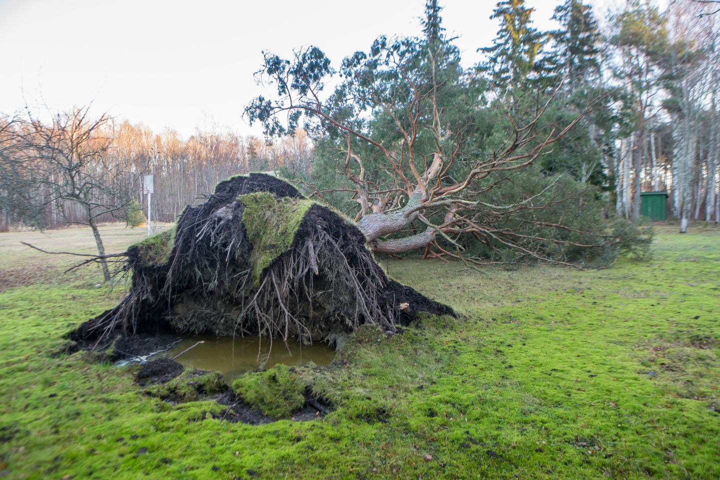 Kuressaare lähistel Suurlahe kaldal Kalamaja hosteli kõrval tuli koos juurtega välja suur männipuu.