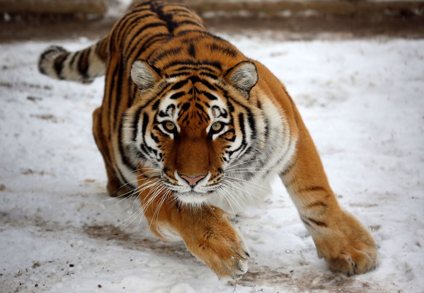 Amuuri tiiger Krasnojarski loomaaias.