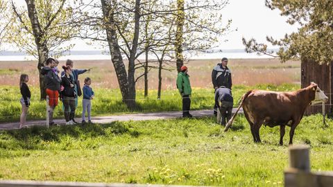 Võrumaa veised nosivad suvepealinna rannaniite