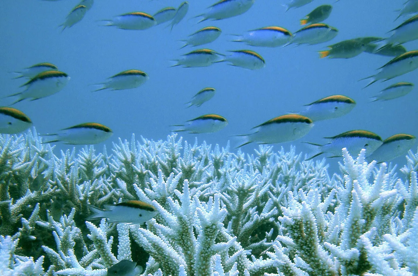 Кораллы Большого барьерного рифа.