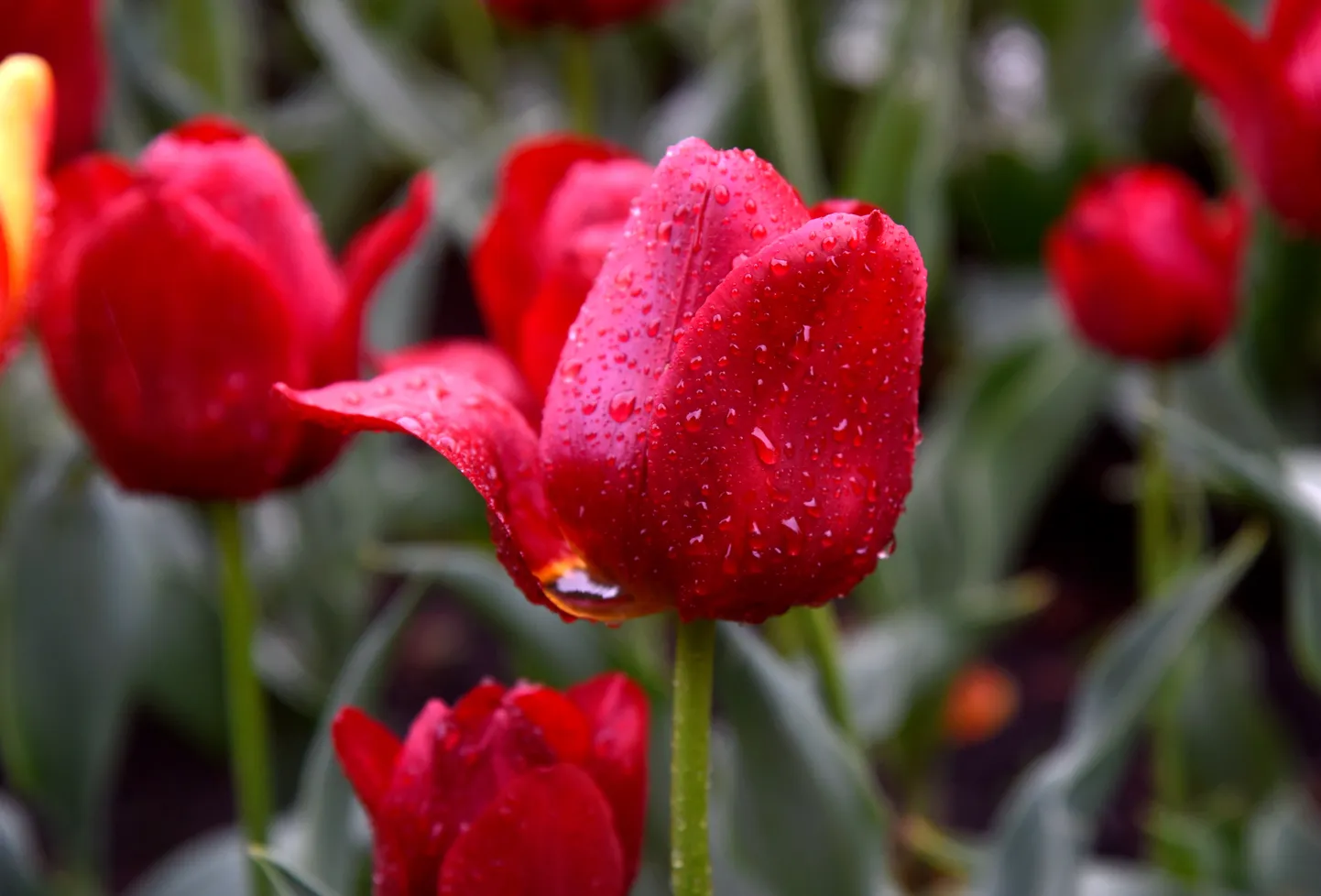 Tulpes ziedi ar lietus lāsēm.
