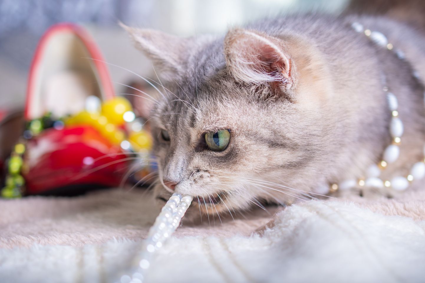 Кошка и ювелирные украшения. Иллюстративное фото