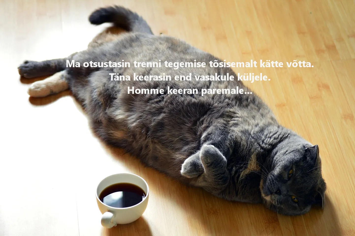 Artikli foto
