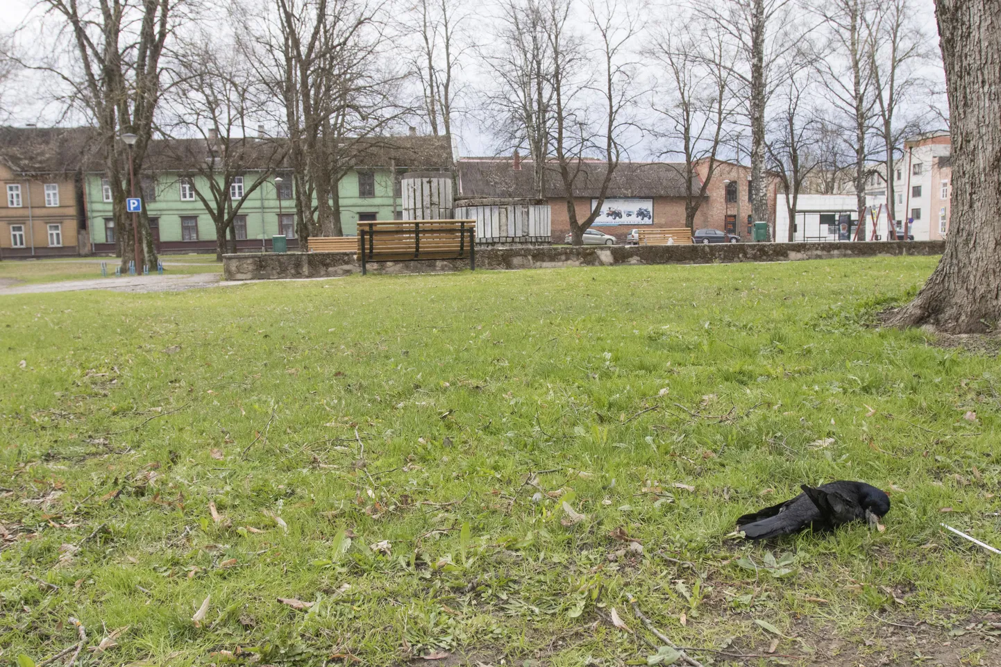 Vaadeldes polnud võimalik tuvastada, kas künnivares on tapetud lasuga või surnud mõnel muul põhjusel. Teada on, et kolmapäeva õhtupoolikul vareselaipa Lastepargis ei olnud, aga neljapäeva lõuna ajal see seal lebas.