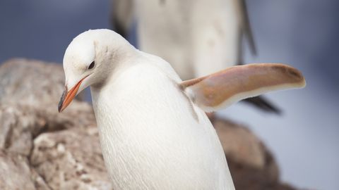 VIDEO ⟩ Antarktikas tabas kaamerasilm haruldase valge pingviini