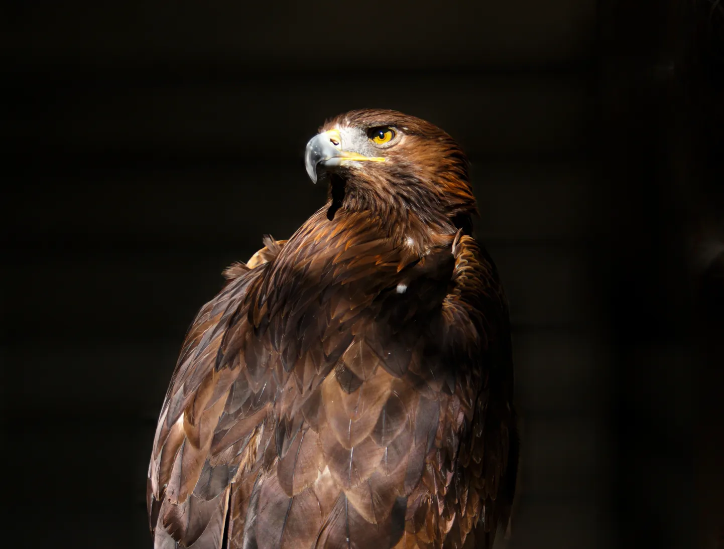 Kaljukotkas (Aquila chrysaetos). Pilt on illustreeriv.