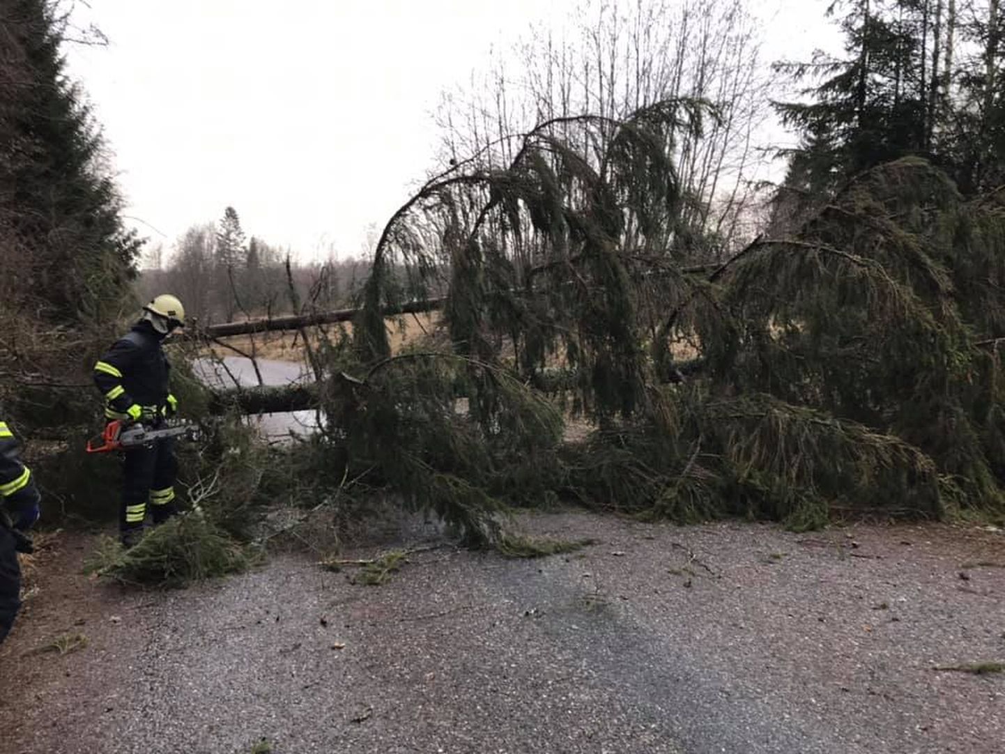 17. veebruaril kell 5.05 käisid päästjad Vastseliina alevikus eemaldamas teele kukkunud puud.
