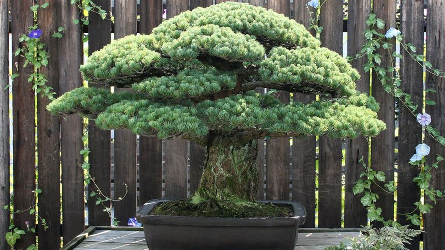 390-aastane bonsai
