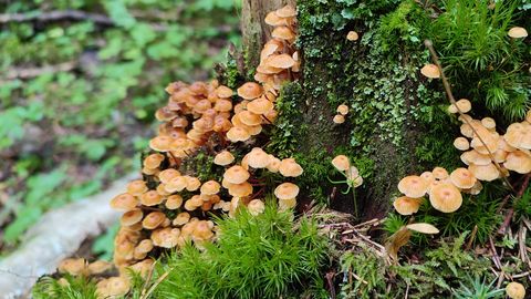 Миколог: грибной сезон сулит деликатесы и визуальное наслаждение