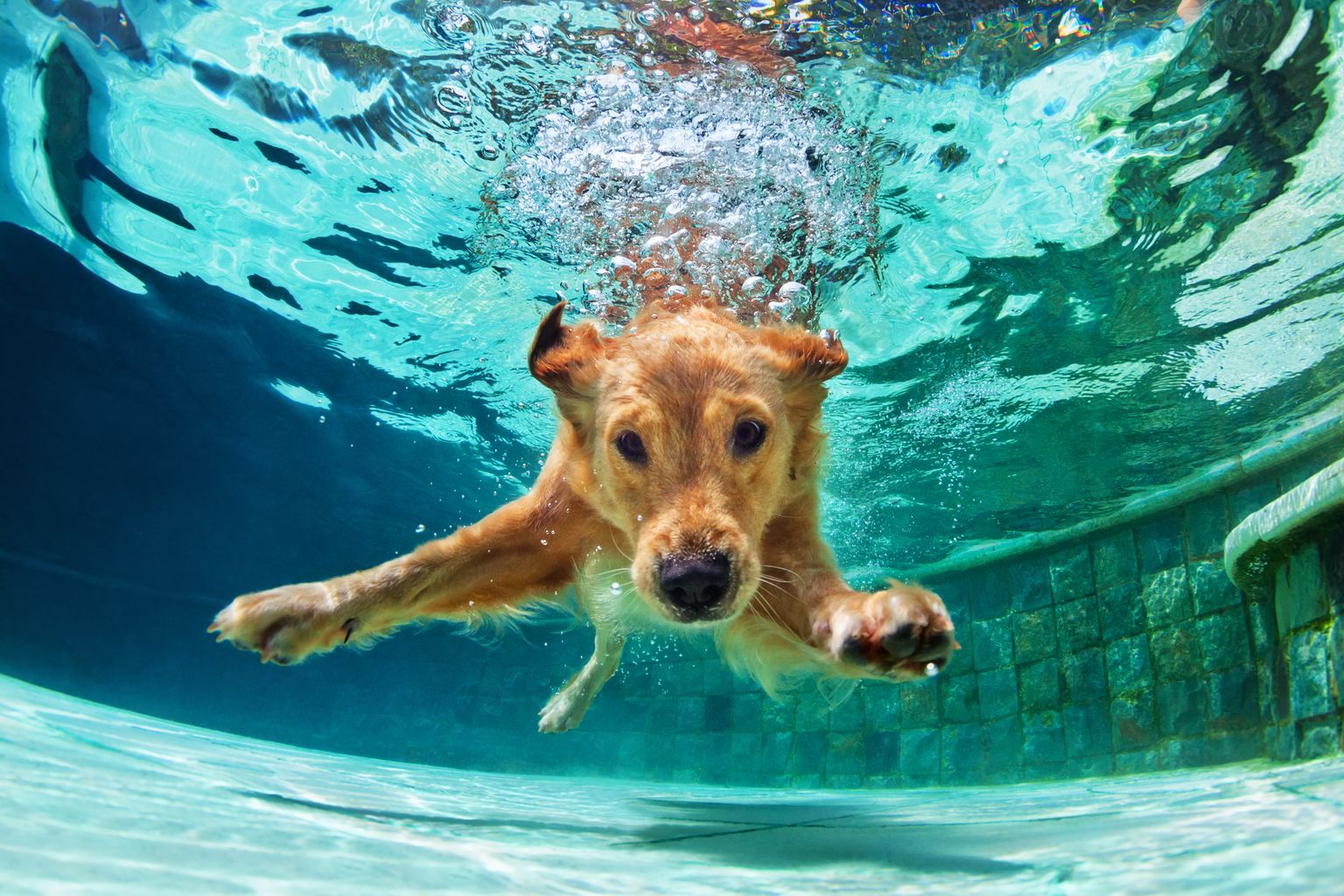 Собака под водой. Иллюстративное фото