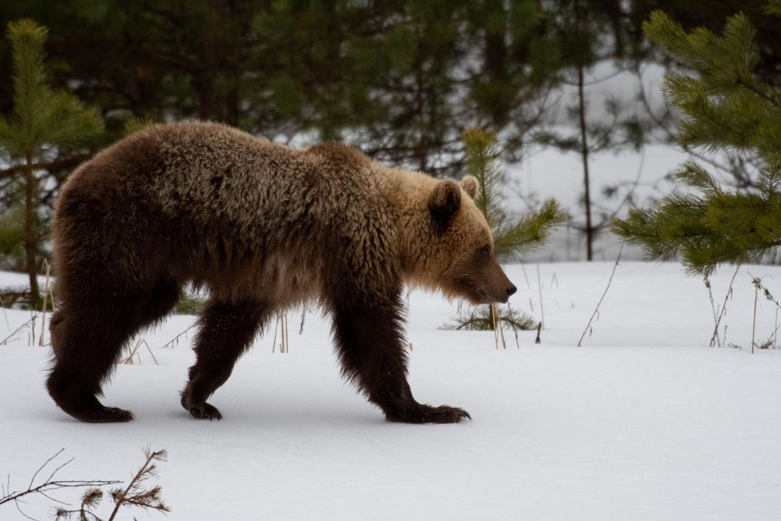 Медведи еще должны быть в зимней спячке, но исключения подтверждают правила. Изображенный на фотографии медведь не имеет отношения к нападению.