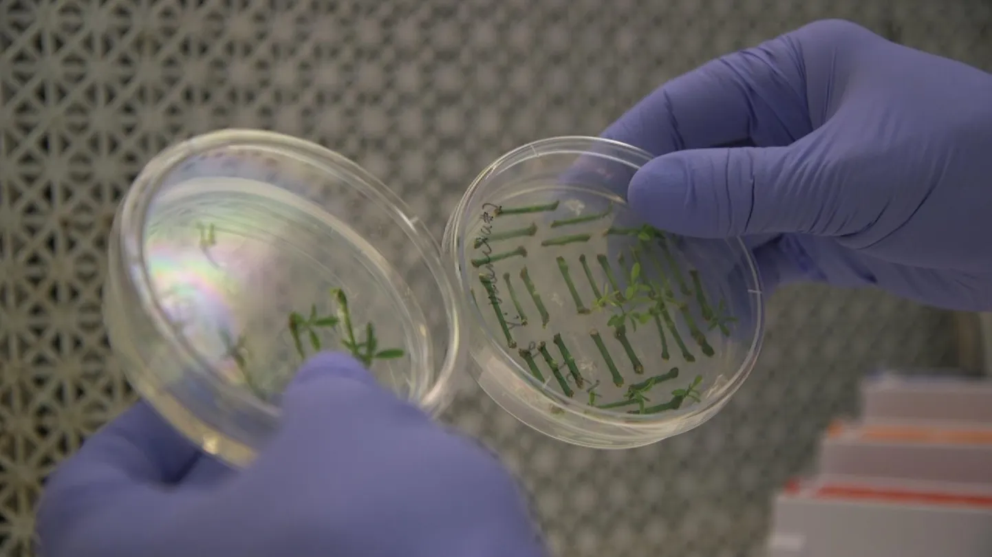 CRISPR-tehnoloogial geenitöötluseks kasutatavad tsitruseliste seemikud.