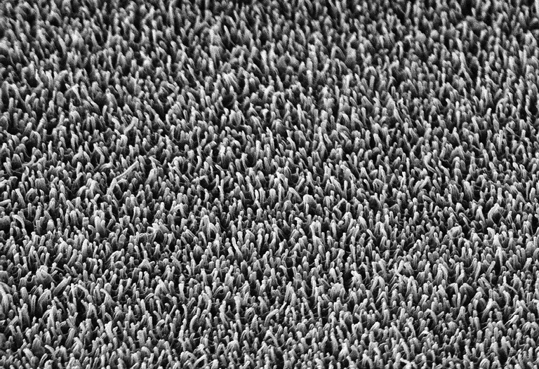 Mehaaniline antibiootikum – nanopiigid kiili tiival. 20 000-kordne suurendus.