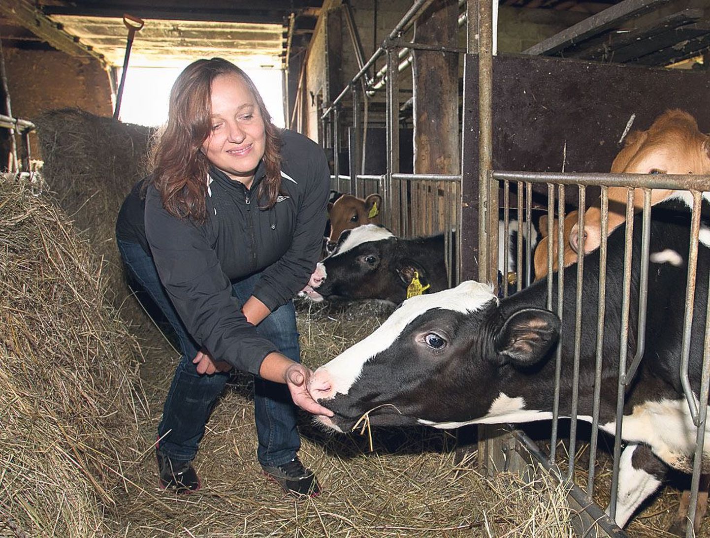 Perenaine Inga Halme on linnatüdruk, kes pole kunagi oma elu ilma taluta ette kujutanud. Ta säilitab oma Holsteini piimalehmade hulgas visalt paari mustakirjut maakarja esindajat.