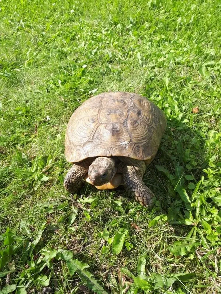 Praeguseks on kilpkonn Viljandi loomade varjupaigale üle antud ja ootab oma peremeest seal.
