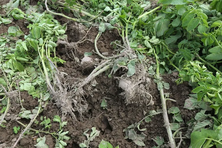 Metssead teevad põllul lühikese ajaga puhta töö. Foto: Margus Ansu.